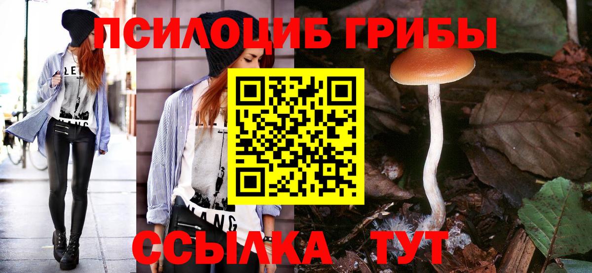Псилоцибиновые грибы Cubensis Тара